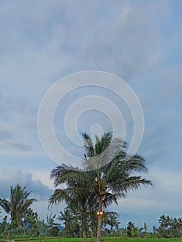 Coconut trees in the rice fields