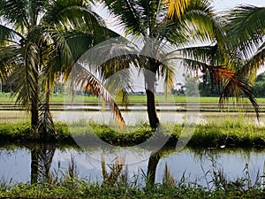 coconut trees by the river