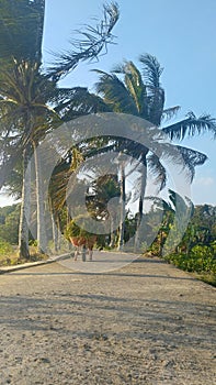 Coconut trees on the river