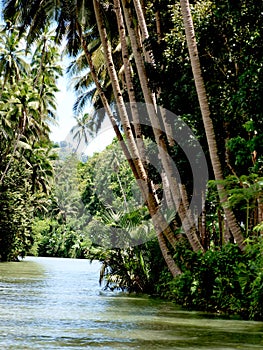 Coconut trees by river