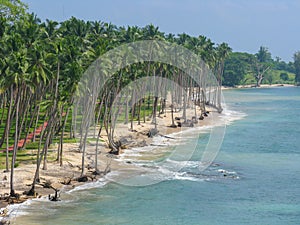 Coconut trees in a row along the sandy beach with waves crashing