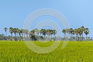 Coconut trees in a row in rice fields of Andhra Pradesh state, India photo