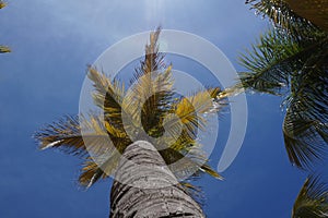 Coconut trees photo