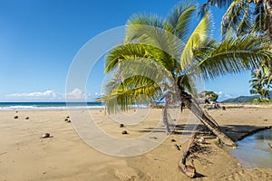 Coconut trees in a sandy beach