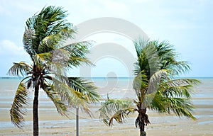 Coconut trees by the sea in morning