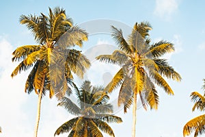 Coconut trees in Seychelles