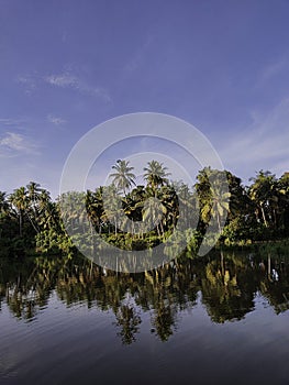 Coconut trees and shadows on river water, river water waves a little, a resident village, Aceh