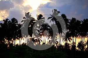 Coconut trees silhouettes against sunset light photo