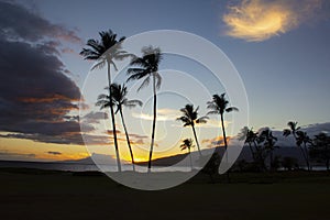 Coconut Trees Silhouettes with Clouds in the Sunset in Kihei, Maui - Hawaii