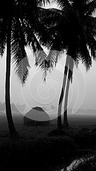 Coconut trees in silhoutte