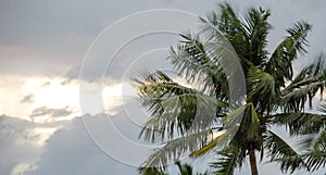 Coconut trees during a storm