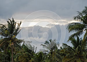 Coconut trees during a storm