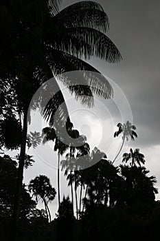 Coconut trees in a storm