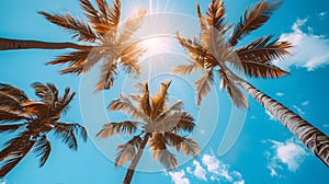 Coconut trees, summer trees. Background high quality image