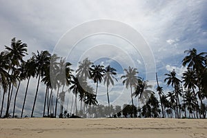 Coconut trees on a sunny day