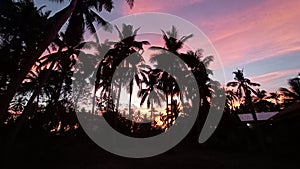 Coconut trees when sunset in panglao bohol philippines