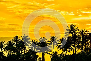 Coconut Trees during sunset at Siloso Beach, Sentosa Island, Singapore.