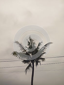 Coconut trees sway to the wind