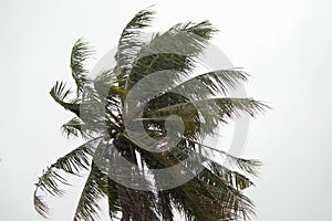 Coconut tree blow by the wind and rain.