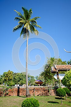 Coconut trees are tall, dominant