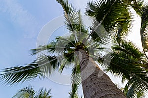 Coconut trees under blue sky