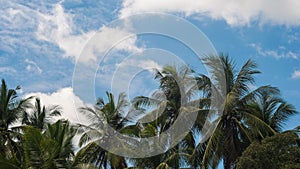 Coconut trees with vivid sky and cloudy