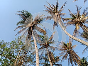 Coconut trees vying soaring high photo