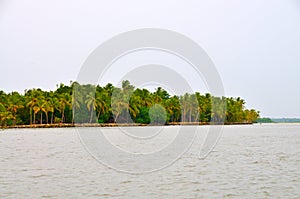 Coconut trees on waterfront