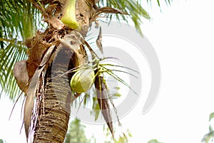 Coconut trees on a white backgroun