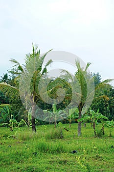 coconut trees that will grow taller photo