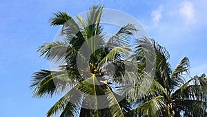 Coconut trees with the wind blows all the time. No Sound.
