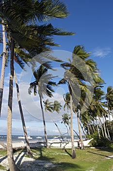 Coconut trees in the wind in Panglao Island, Bohol, Philippines