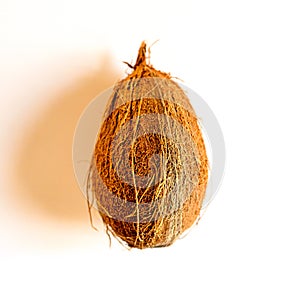 coconut tropical fruit isolated on white background. bright one whole undisclosed coco nut and its shadow. top view. square.