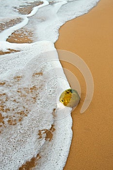 Noce di cocco sul tropicale Oceano Spiaggia 