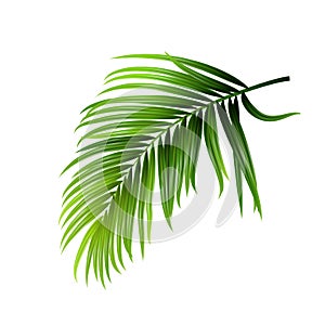 Coconut Tropical Palm Green Leaves Branch Vector