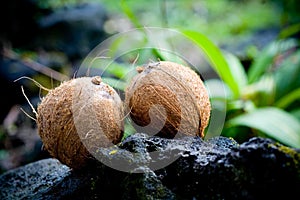 Coconut, two coconuts on a rock in hawaii