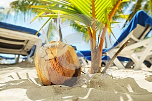 Noce di cocco due cannucce sul Spiaggia 