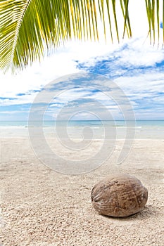 Coconut under palm trees on a lonely beach