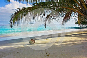 Coconut under shadow of palm tree on beautiful beach.