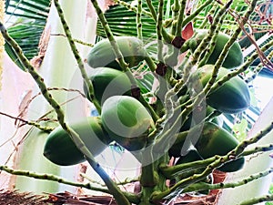 Coconut that waits for a day to grow into a big child To be ready to be a new tree next day