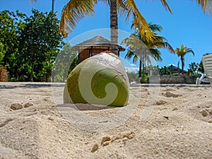 Coconut in white sand on the beach with blue sky and palm trees in Nassau Bahamas