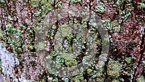 The coconut wood mossy texture of old tree bark. Tree bark texture.