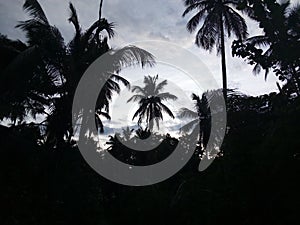 coconute land in evening