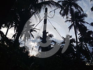 coconute treas in evening