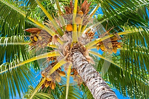 Coconuts