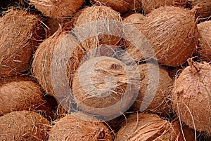 Coconuts photo