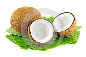 Coconuts photo