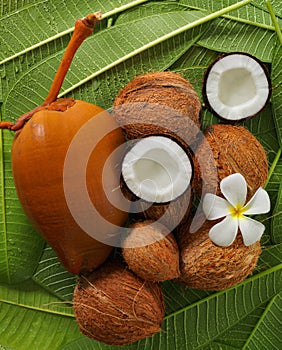 Coconuts photo