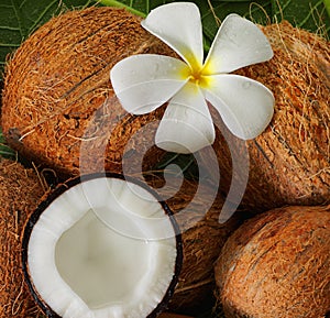 Coconuts photo