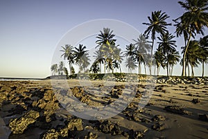 Coconuts on the beach at sunset - North coast of Potiguar photo